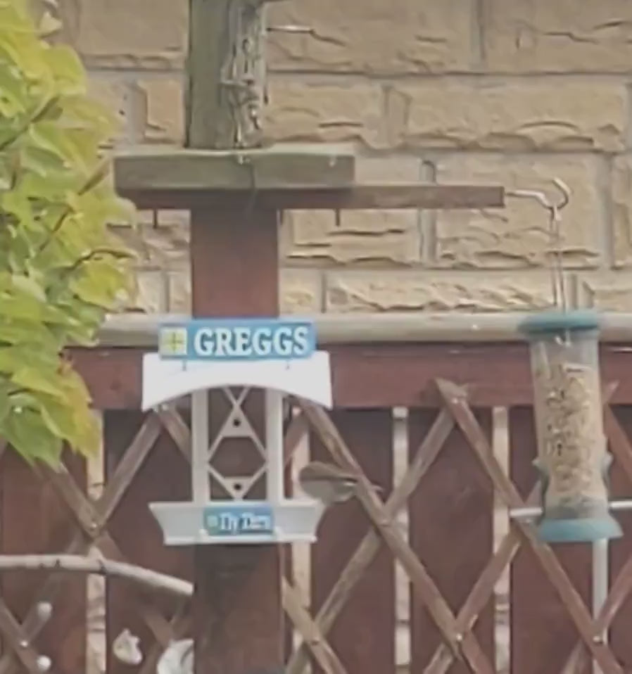 Starbirds coffee shop  Fly Thru feeding station.  Bird food feeder table for all your feathered friends that like seeds and fat balls